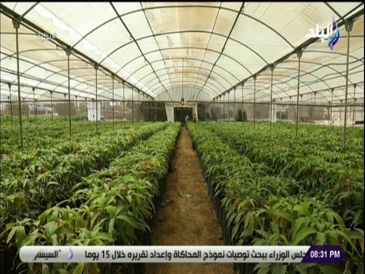 زراعة المانجو