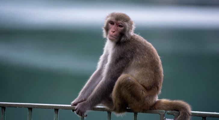 قرود - أرشيفية 