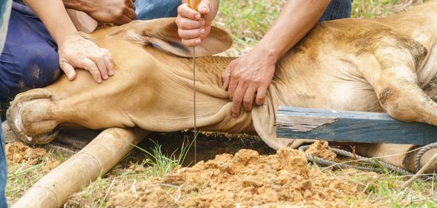 أفضل انواع الأضاحي أفضل انواع الأضاحي