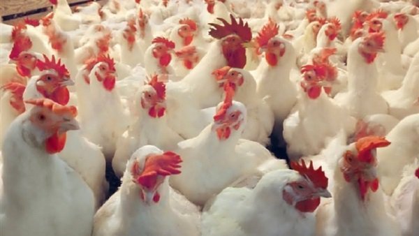 أسعار الدواجن أسعار الدواجن