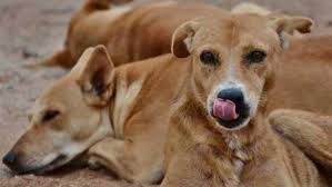 تصدير الكلاب - عقارب و الثعابين