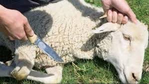 ذبح الاضحية