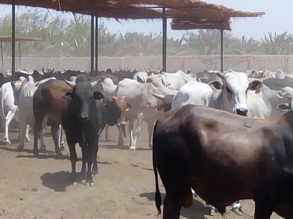 الاضاحي