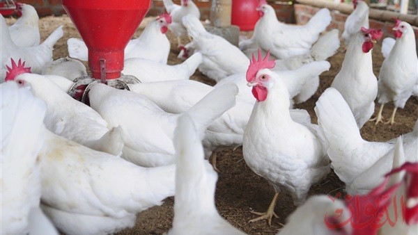 بورصة الدواجن بورصة الدواجن