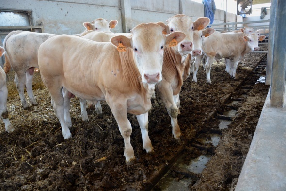 الحمي القلاعية