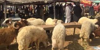 صكوك الاضاحي صكوك الاضاحي