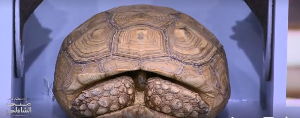 سلحفاة 