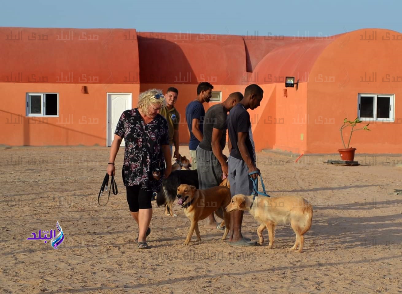 فندق لاستضافة الكلاب بالغردقة