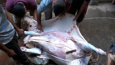العيد في سيناء.. ذبح الأضحية.. وسباق الإبل العيد في سيناء.. ذبح الأضحية.. وسباق الإبل