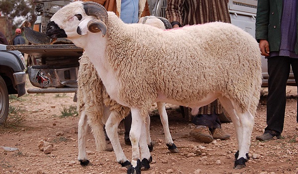 دعاء ذبح الأضاحى