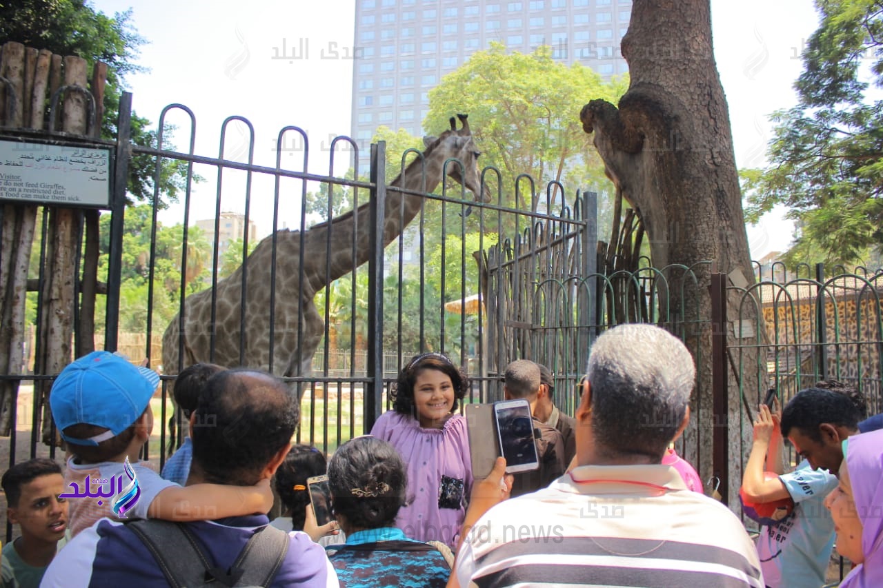 الزرافة سونسون