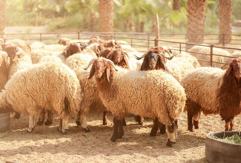 تقسيم الاضحية