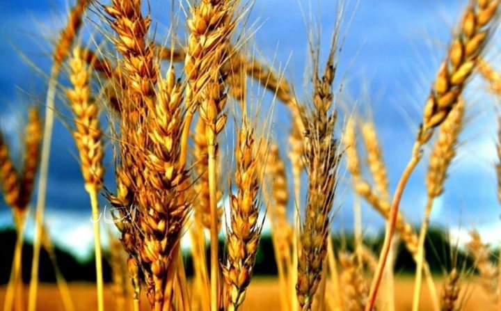 استيراد القمح من روسيا بعد الانفجار الأخير