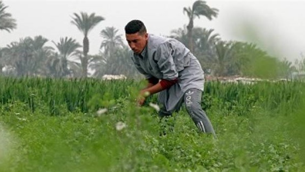 الزراعة فى مصر الزراعة فى مصر