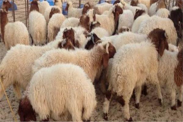 مشروع صكوك الأضاحي مشروع صكوك الأضاحي
