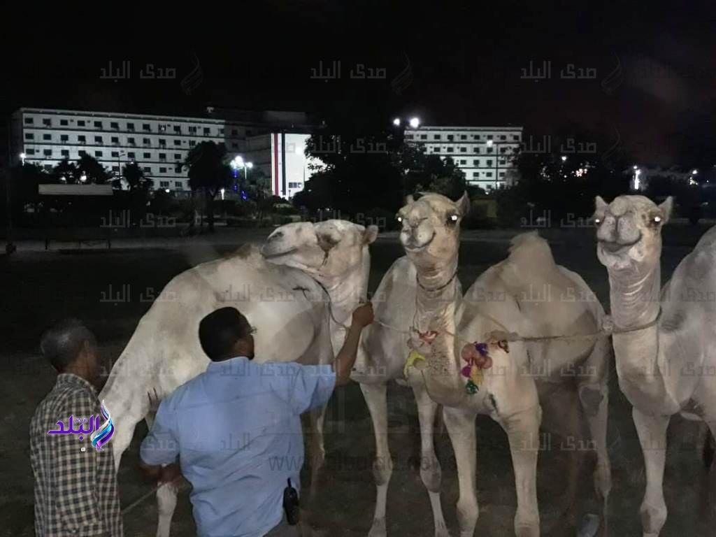 محافظ أسوان يأمر بمصادرة 4 جمال تم ضبطهم أمام حديقة. محافظ أسوان يأمر بمصادرة 4 جمال تم ضبطهم أمام حديقة.