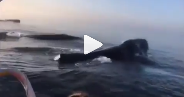 جمل البحر Orcas whale