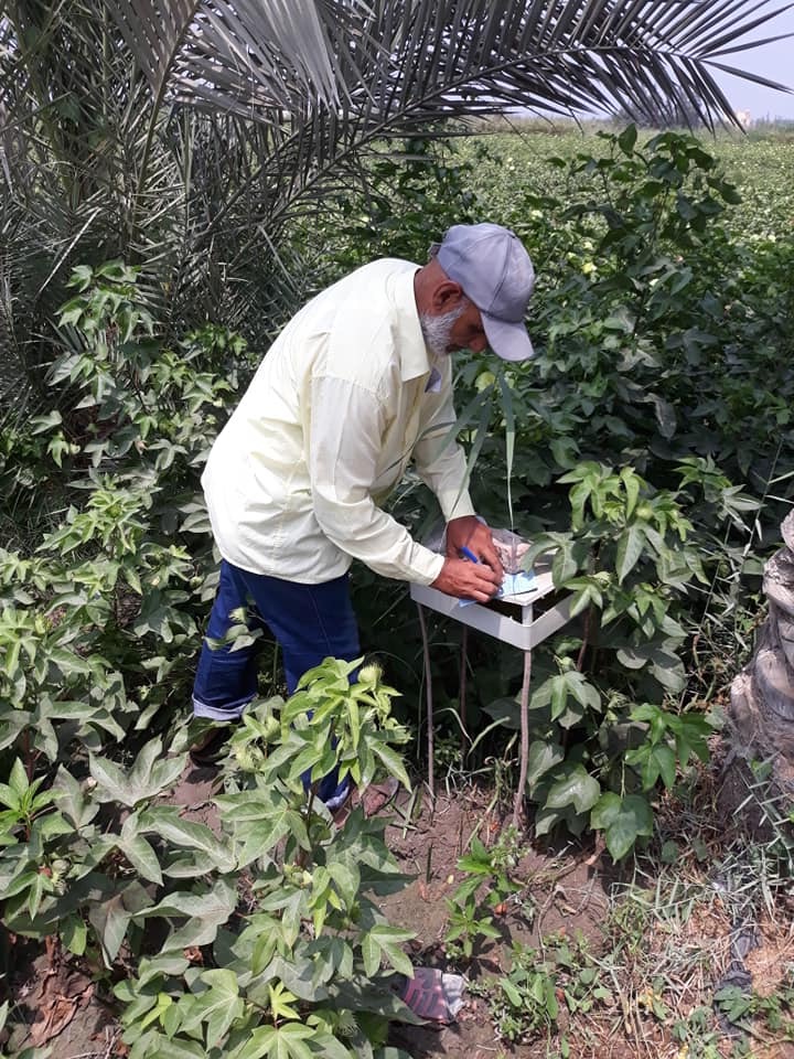 زراعة الاسماعيلية تنظم حملات للمحاصيل الصيفية