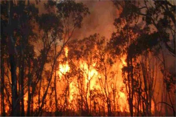 حرائق الغابات