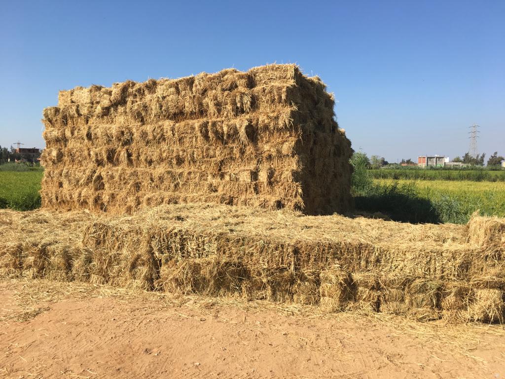 موسم قش الأرز