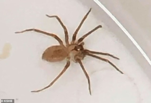 عنكبوت سام في أذن امرأة عنكبوت سام في أذن امرأة