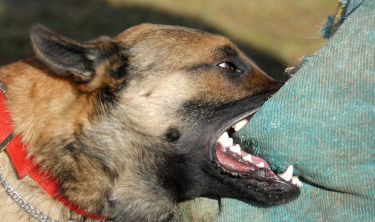 عقر  - ارشيفية 