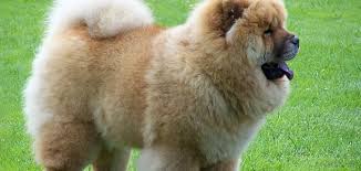 كلب - أرشيفية 