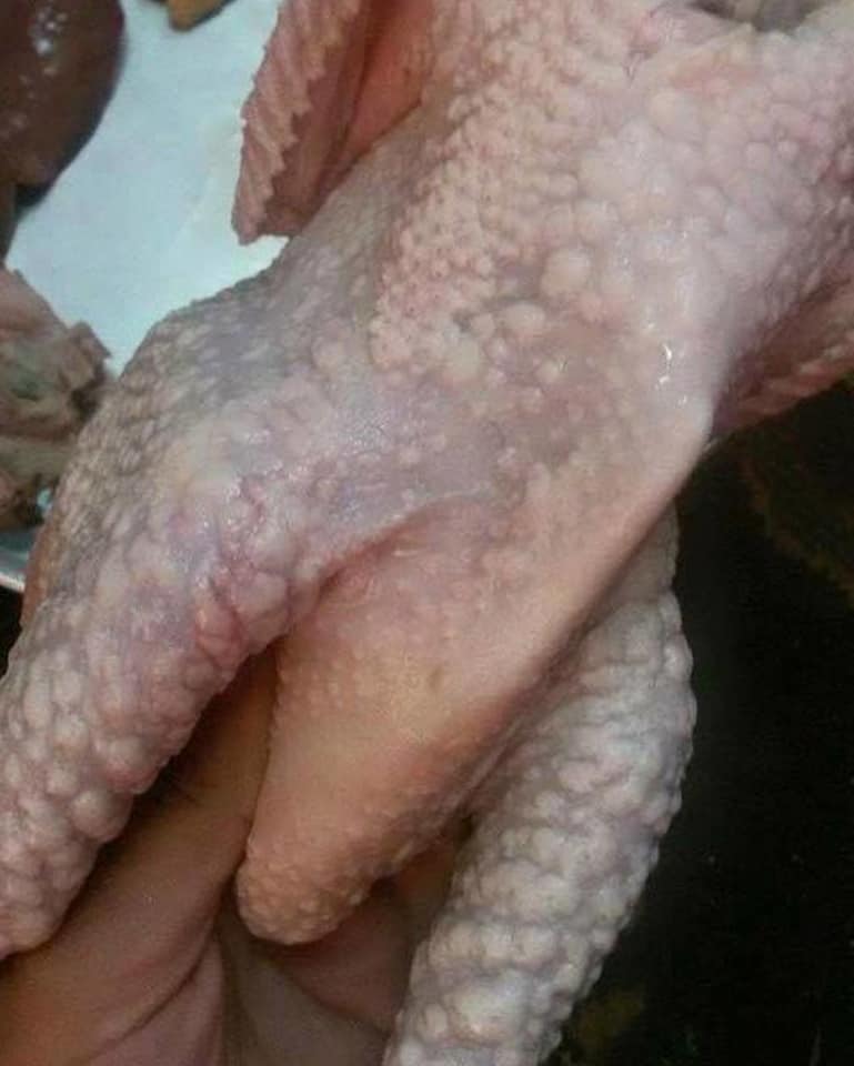  خطورة "الليكوزيس" سرطان الدواجن