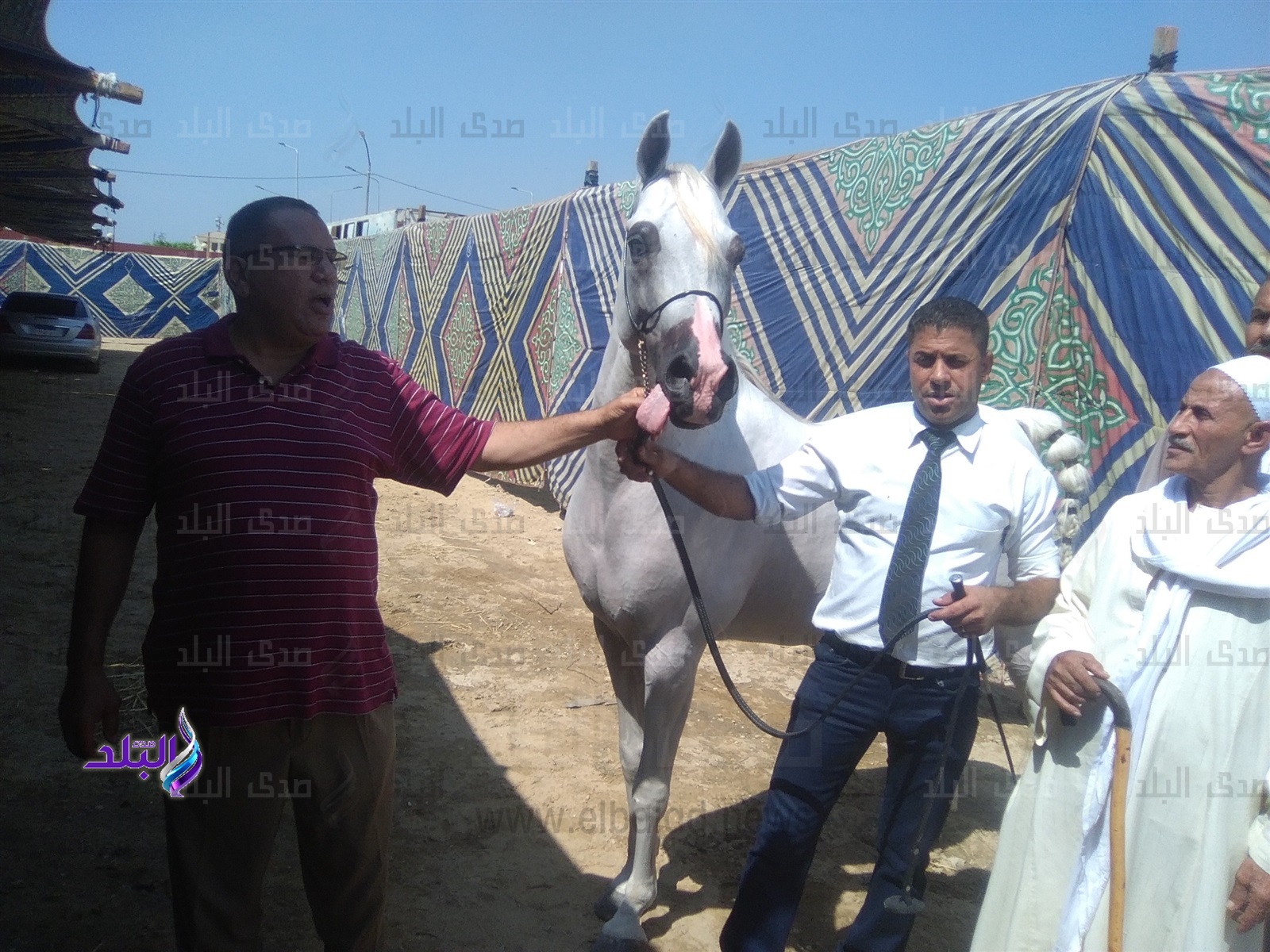 مهرجان الشرقية للخيول العربية الأصيلة 