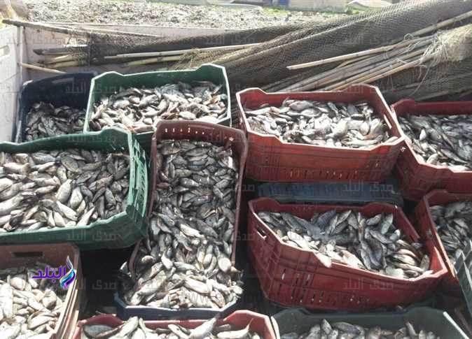 خطة لتنمية الثروة السمكية ببحيرة الريان