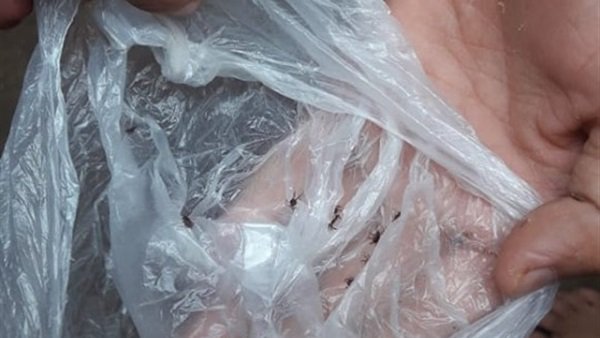 حشرة غريبة تثير الرعب فى المنوفية حشرة غريبة تثير الرعب فى المنوفية