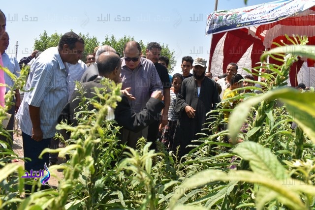 موسم جنى القطن