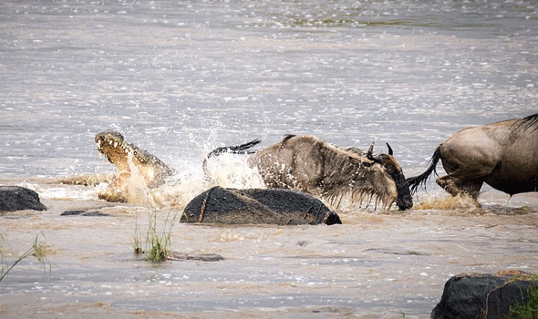 تمساح وجاموس وحشي