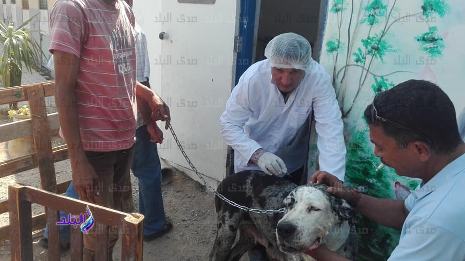 تحصين الكلاب