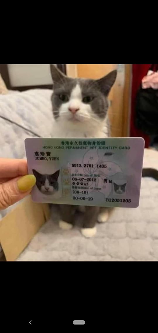 بطاقة إثبات شخصية للقطط والكلاب