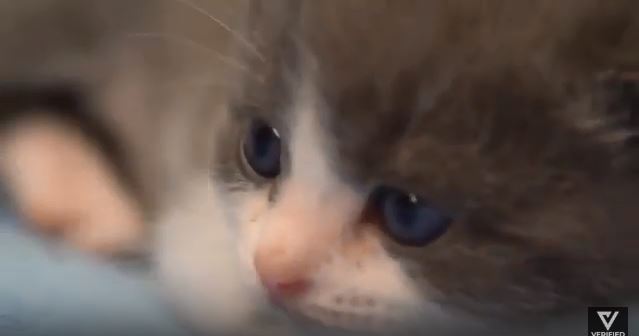 القطة المستنسخة