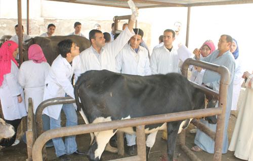 6 قوافل علاجية بيطرية ارشادية بالمجان في الفيوم 