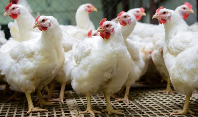 ارتفاع أسعار الدواجن