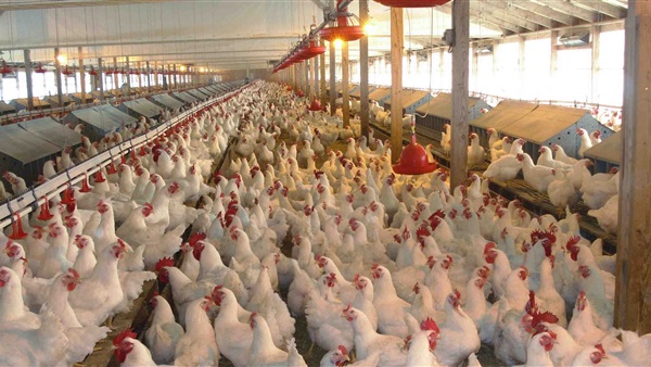 منتجي الدواجن منتجي الدواجن