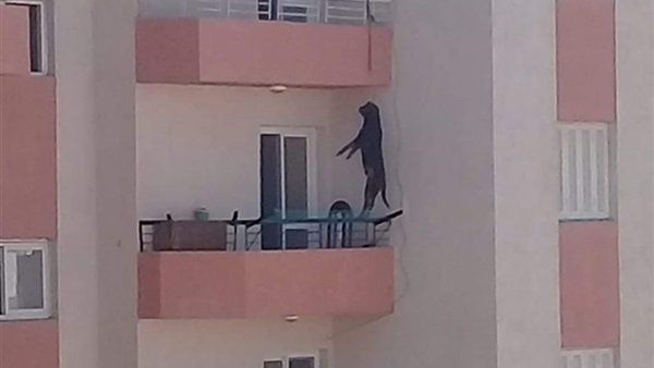 شنق كلب الغردقة شنق كلب الغردقة