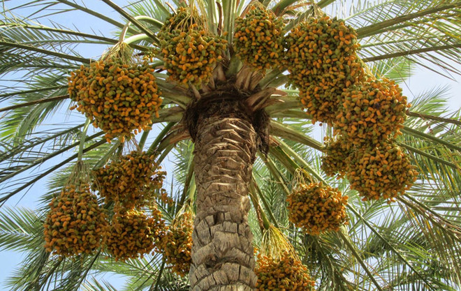 النخيل والتمور