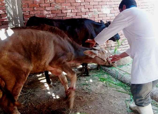  الحمى القلاعية