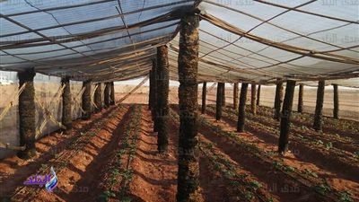 تخصيص مناطق لكبار وصغار المستثمرين لزراعة النخيل تخصيص مناطق لكبار وصغار المستثمرين لزراعة النخيل