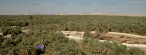 . زراعات سيوة في خطر بسبب الآبار العشوائية . زراعات سيوة في خطر بسبب الآبار العشوائية