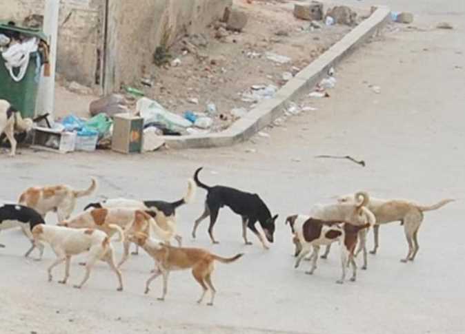 حكم قتل الكلاب الضالة