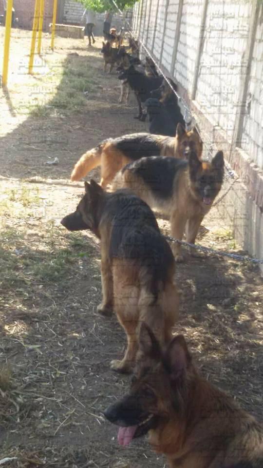 حكم بيع الكلاب والقطط .. الإفتاء توضح 