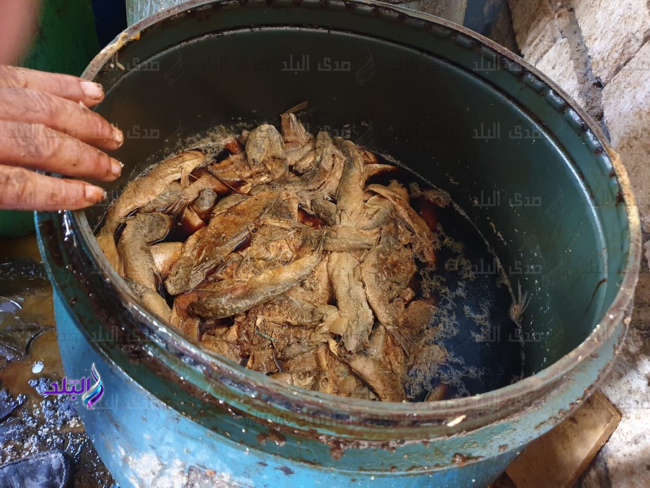 ضبط 20 طن فسيخ فاسد 