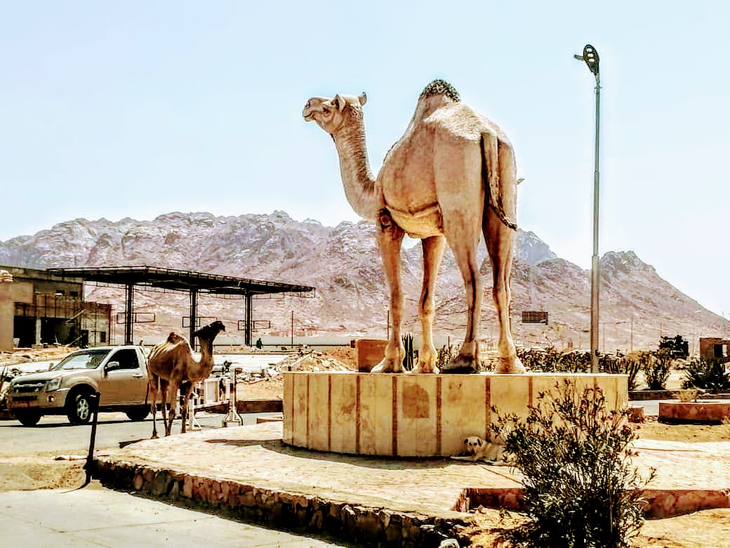  الإبل في سانت كاترين