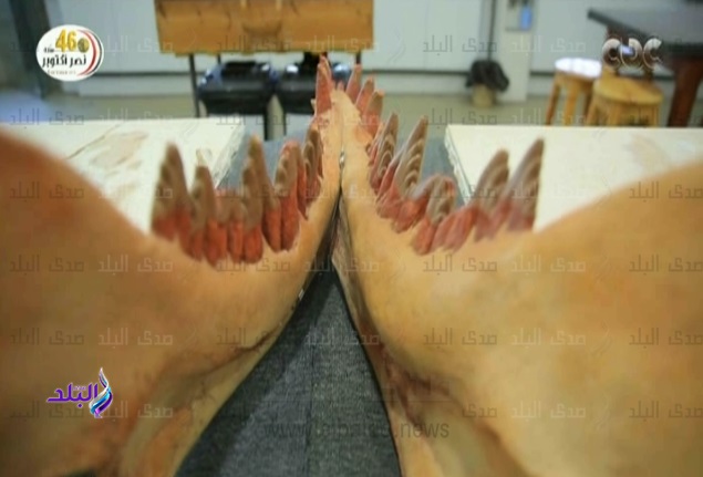 اكتشاف حفريات حوت