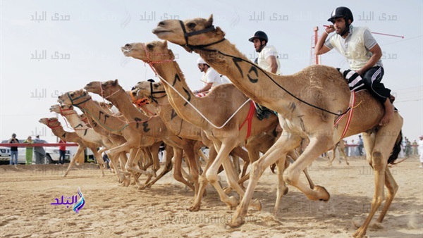 سباق للهجن - أرشيفية